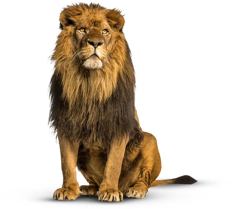 safari-lion(2)